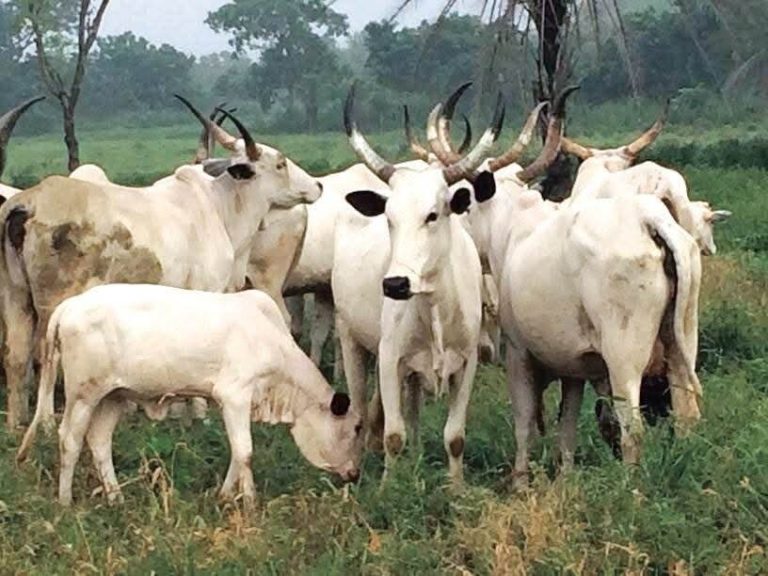 Drama in Kwara Market as Stolen Cows Identify Owners, Expose Suspect